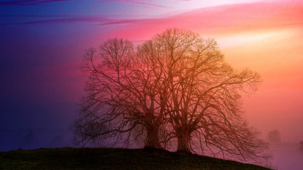 A silhouette of a mystical tree during sunset