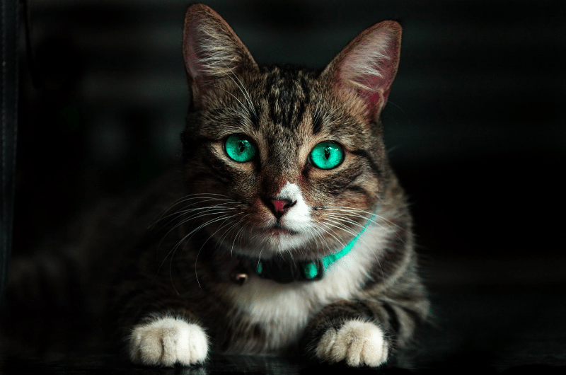beautiful spirit cat
