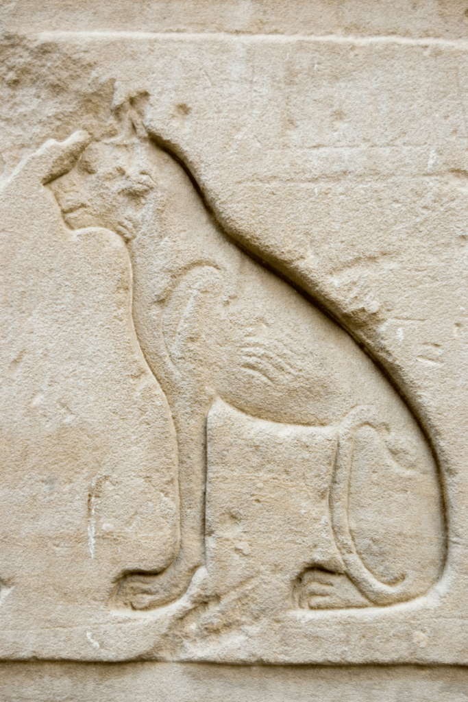 egyptian spiritual cat