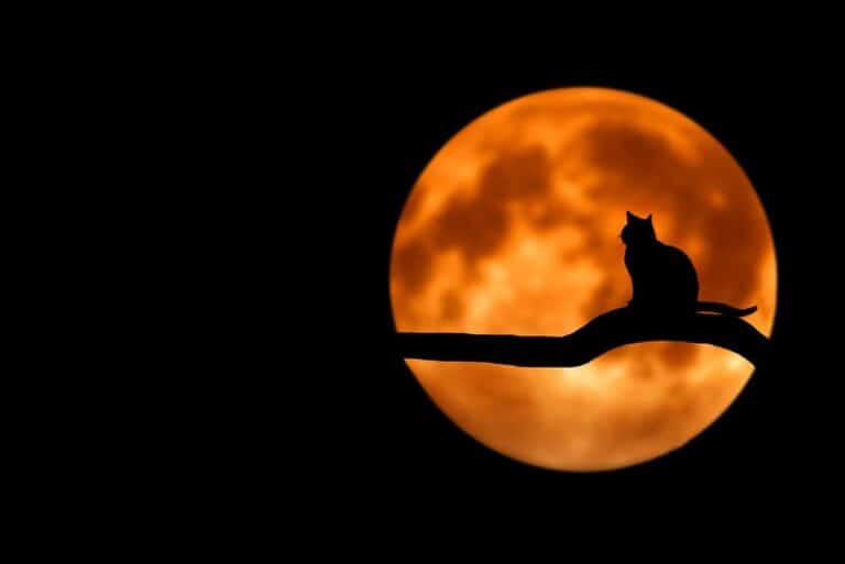 A silhouette of a cat sitting on a tree branch with an orange moon