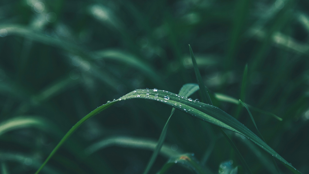 Close up of a wet blade of grass with water droplets on it.