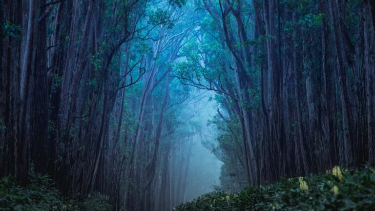 Mystical forest with a hazy backdrop.