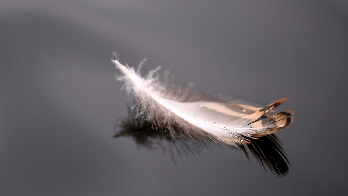 A feather floating on a grey surface.