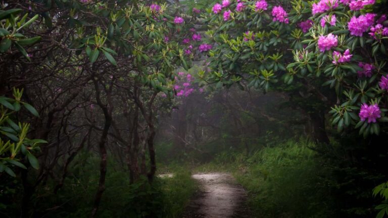 A mystical forest with trees and pink flowers.