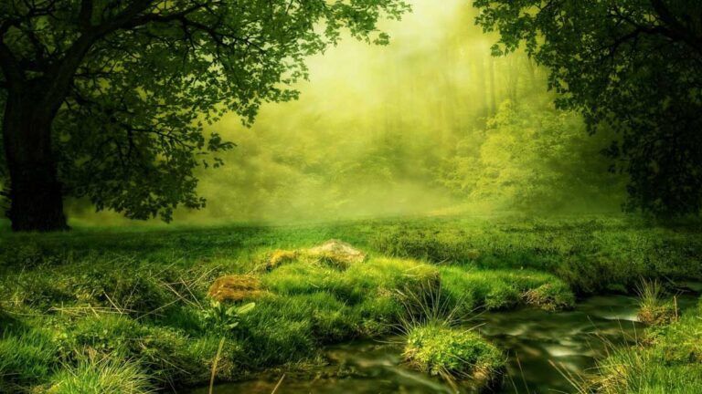 A mystical green forest.