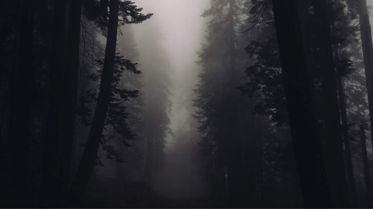 A misty and mystical forest with long trees.