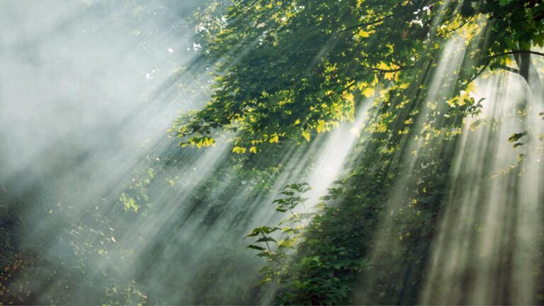 Light shining through a green forest.