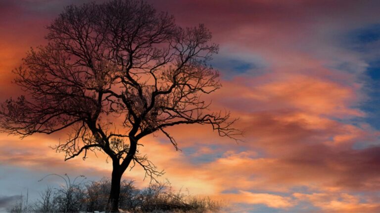 A silhouette of a tree and an orange, cloudy sky.
