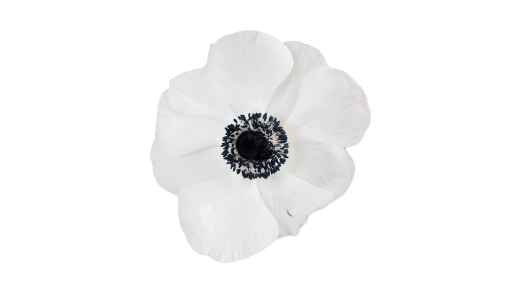 The top of a white flower symbolizing non-duality.