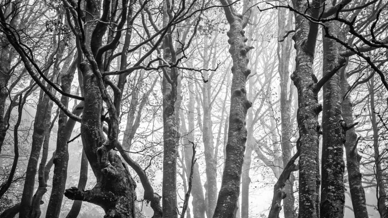 A mystical forest in black and white.