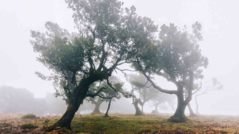 Trees in a misty fog setting.
